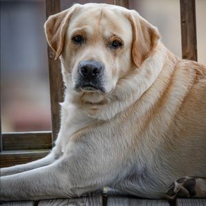 Meet your Posher, Todd